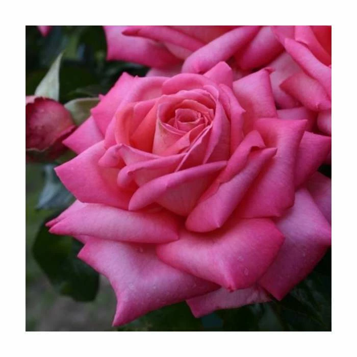 'Wedding Bells' Bush Rose - 5.5L Pot 3 'Wedding Bells' Bush Rose - 5.5L Pot