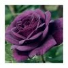 'Ebb Tide' Bush Rose - 4L Pot -Cheap July Plants Store PL6125A main image 5ed8