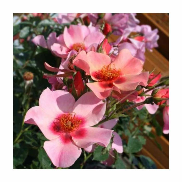 For Your Eyes Only' Bush Rose - 4L Pot 4 For Your Eyes Only' Bush Rose - 4L Pot - Image 2