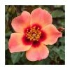 For Your Eyes Only' Bush Rose - 4L Pot -Cheap July Plants Store PL6127A main image fcad