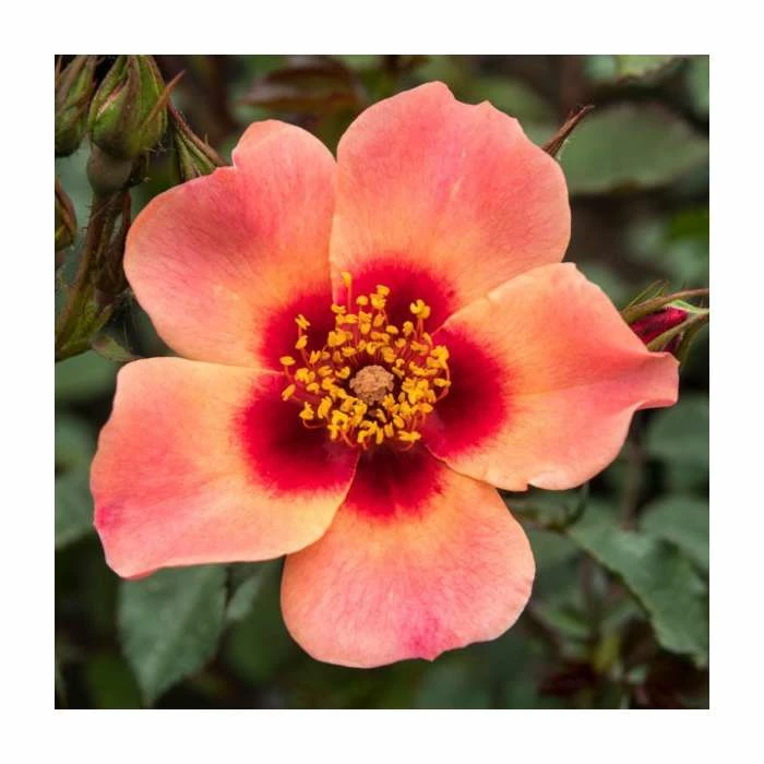 For Your Eyes Only' Bush Rose - 4L Pot 3 For Your Eyes Only' Bush Rose - 4L Pot
