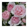 Natasha Richardson' Bush Rose - 4L Pot