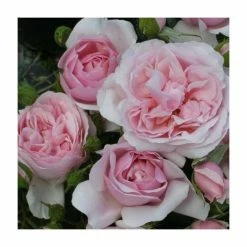 Natasha Richardson' Bush Rose - 4L Pot