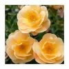 'Flower Carpet Amber' Ground Cover Rose - 4L Pot -Cheap July Plants Store PL6129A main image 42b9