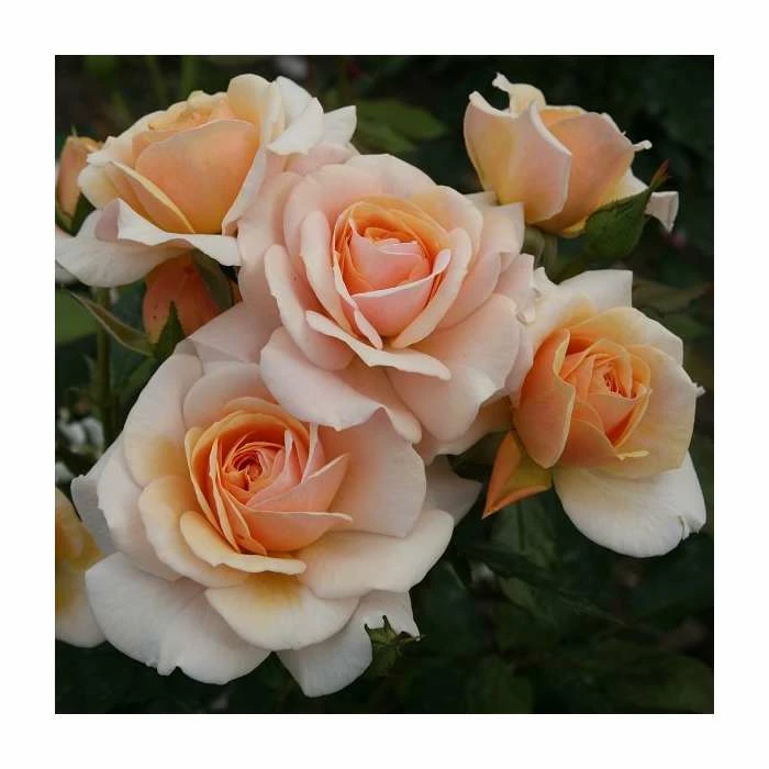 'Sweet Honey' Bush Rose | Rose of the Year 2020 | 5.5L Pot 3 'Sweet Honey' Bush Rose | Rose of the Year 2020 | 5.5L Pot