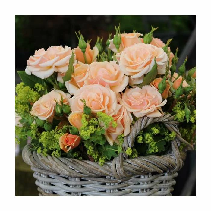 'Sweet Honey' Bush Rose | Rose of the Year 2020 | 5.5L Pot 4 'Sweet Honey' Bush Rose | Rose of the Year 2020 | 5.5L Pot - Image 2