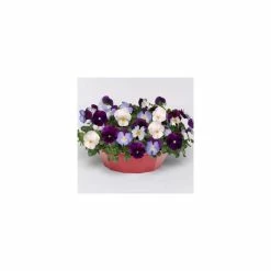 Pansy Cool Wave® Mixed Speed Planter for Hanging baskets 9 Pansy Cool Wave® Mixed Speed Planter for Hanging baskets -Cheap July Plants Store PL6216 add image 2 12a1