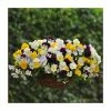 Pansy Cool Wave® Mixed Speed Planter for Hanging baskets 1 Pansy Cool Wave® Mixed Speed Planter for Hanging baskets -Cheap July Plants Store PL6216 main image c705