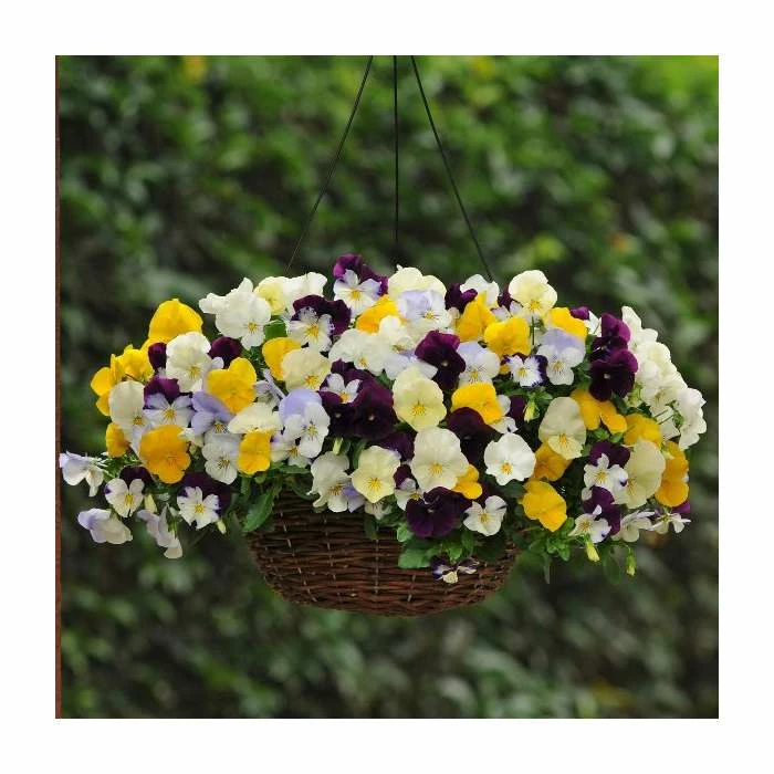 Pansy Cool Wave® Mixed Speed Planter for Hanging baskets 3 Pansy Cool Wave® Mixed Speed Planter for Hanging baskets