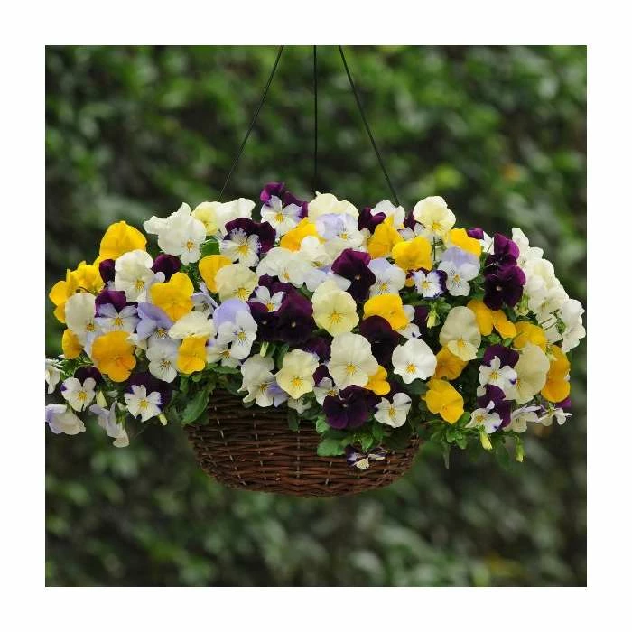 Pansy Cool Wave® Mixed Speed Planter for Hanging baskets 4 Pansy Cool Wave® Mixed Speed Planter for Hanging baskets - Image 2