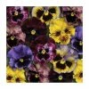 'Frizzle Sizzle' Pansy Mix | 3 x 10.5cm Pots -Cheap July Plants Store PL6225X3 main image 7565