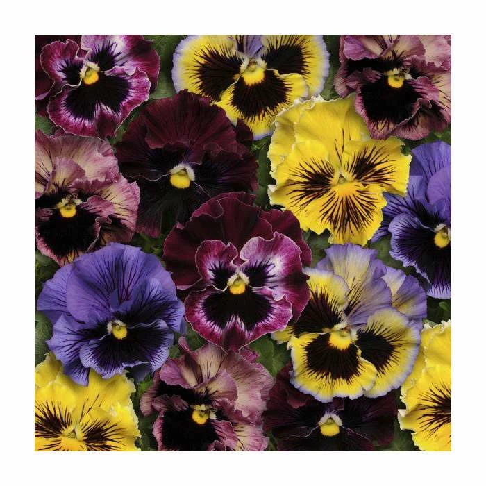 'Frizzle Sizzle' Pansy Mix | 3 x 10.5cm Pots 3 'Frizzle Sizzle' Pansy Mix | 3 x 10.5cm Pots