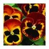 Pansy Jumbo 'Fire' | 10.5cm Pot -Cheap July Plants Store PL6227 main image 781d