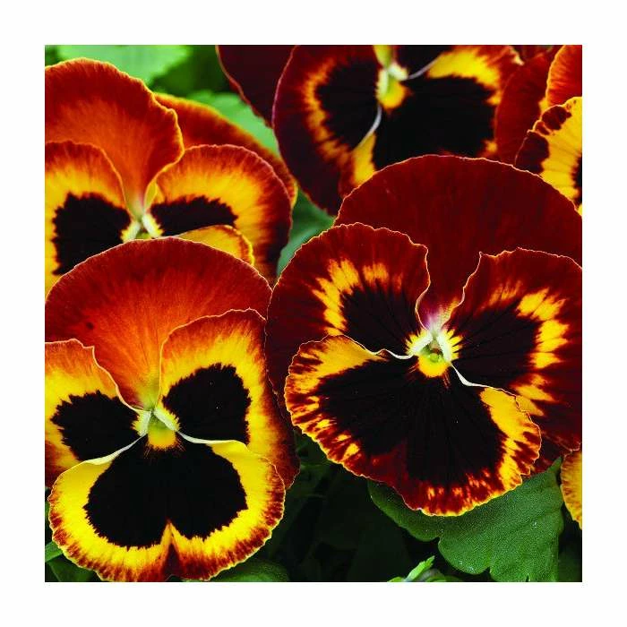 Pansy Jumbo 'Fire' | 10.5cm Pot 3 Pansy Jumbo 'Fire' | 10.5cm Pot