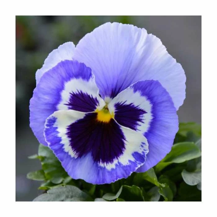 Pansy 'Marina Shades' | 10.5cm Pot 3 Pansy 'Marina Shades' | 10.5cm Pot
