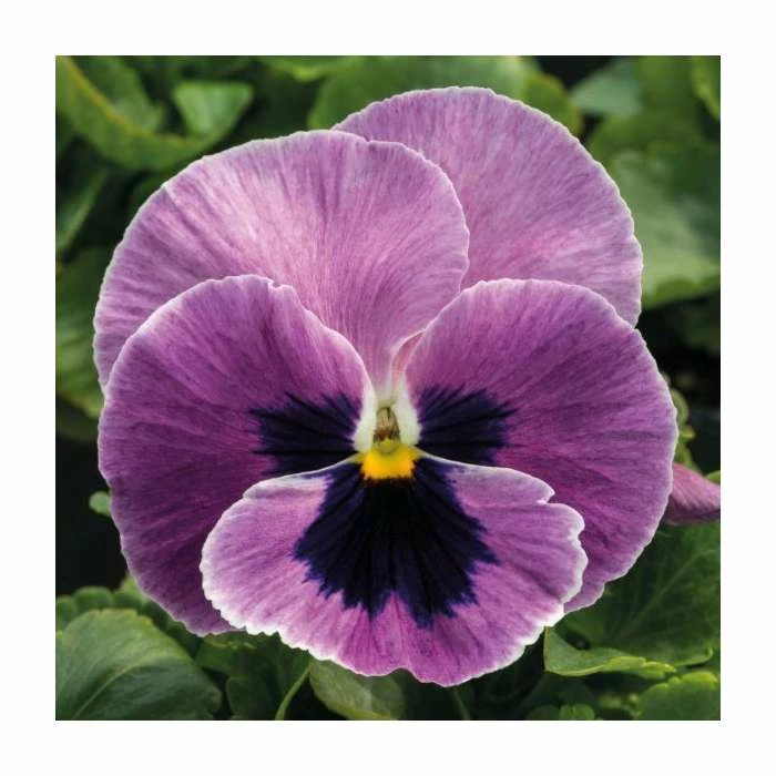 Pansy 'Pink Surprise Blotch' | 10.5cm Pot 3 Pansy 'Pink Surprise Blotch' | 10.5cm Pot