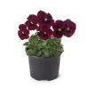 Pansy 'Red Blotch' | 10.5cm Pot 1 Pansy 'Red Blotch' | 10.5cm Pot -Cheap July Plants Store PL6230 main image 5283