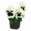Pansy 'White Blotch' | 10.5cm Pot 1 Pansy 'White Blotch' | 10.5cm Pot -Cheap July Plants Store PL6231 main image 9e48