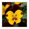 Pansy 'Red Wing' | 10.5cm Pot | Pansy Cool Wave® -Cheap July Plants Store PL6234 main image 7341