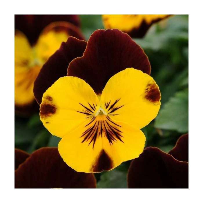 Pansy 'Red Wing' | 10.5cm Pot | Pansy Cool Wave® 3 Pansy 'Red Wing' | 10.5cm Pot | Pansy Cool Wave®