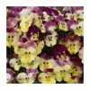 Pansy Cool Wave® 'Strawberry Swirl' | 10.5cm Pot -Cheap July Plants Store PL6236 main image 18da