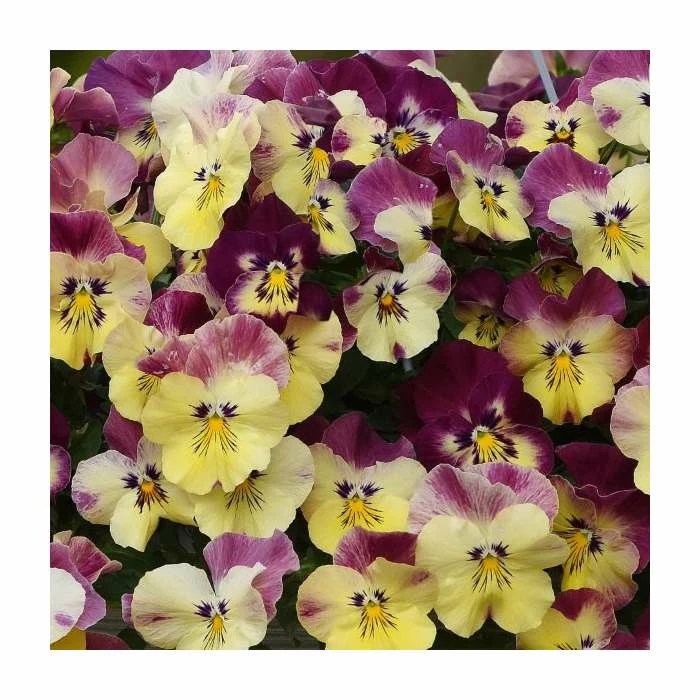 Pansy Cool Wave® 'Strawberry Swirl' | 10.5cm Pot 3 Pansy Cool Wave® 'Strawberry Swirl' | 10.5cm Pot