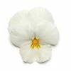 Pansy 'White' | 10.5cm Pot | Pansy Cool Wave® -Cheap July Plants Store PL6237 main image a469