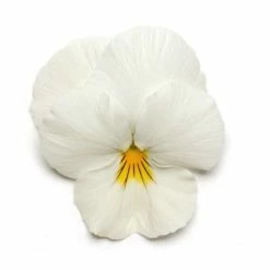 Pansy 'White' | 10.5cm Pot | Pansy Cool Wave®