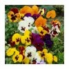 Vibrant Viola Collection | 6 x 9cm Pots -Cheap July Plants Store PL6248 main image e2de