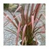 Phormium 'Purpurea' 4L Pot -Cheap July Plants Store PL6306 main image b12c