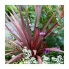 Phormium 'Salsa' | 3L Pot 2 Phormium 'Salsa' | 3L Pot -Cheap July Plants Store PL6308 main image d54c