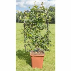 Star Jasmine | Trachelospermum jasminoides -Cheap July Plants Store PL800718L add image 1 81ad