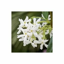 Star Jasmine | Trachelospermum jasminoides -Cheap July Plants Store PL800718L add image 2 1434