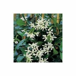 Star Jasmine | Trachelospermum jasminoides -Cheap July Plants Store PL800718L add image 3 9cd1