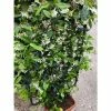 Star Jasmine | Trachelospermum jasminoides 1 Star Jasmine | Trachelospermum jasminoides -Cheap July Plants Store PL800718L main image 2298
