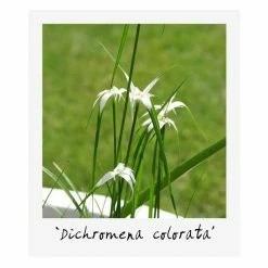 Large Ornamental Colour Pond Plant Collection 4x 3L Pots -Cheap July Plants Store PL80127 add image 2 5240