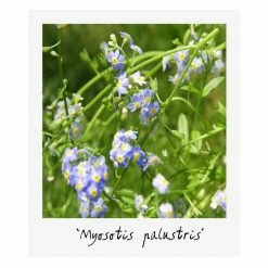 Large Ornamental Colour Pond Plant Collection 4x 3L Pots -Cheap July Plants Store PL80127 add image 3 a23f