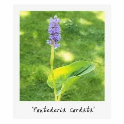 Large Ornamental Colour Pond Plant Collection 4x 3L Pots -Cheap July Plants Store PL80127 add image 4 8bab