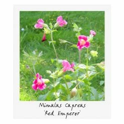 Large Ornamental Colour Pond Plant Collection 4x 3L Pots -Cheap July Plants Store PL80127 add image 5 1b2a