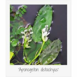 Large Ornamental Colour Pond Plant Collection 4x 3L Pots -Cheap July Plants Store PL80127 add image 6 594e