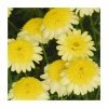 Argyranthemum 'Maderia™ Crested Yellow' | Pack of 5 Plug Plants 2 Argyranthemum 'Maderia™ Crested Yellow' | Pack of 5 Plug Plants -Cheap July Plants Store PL9004SPX5 main image 698d