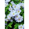 Bacopa Scorpia® 'Gulliver Blue Sensation' | Bedding | Pack Of 5 Large Plug Plants -Cheap July Plants Store PL9005SPX5 main fc1f