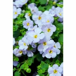 Bacopa Scorpia® 'Gulliver Blue Sensation' | Bedding | Pack Of 5 Large Plug Plants