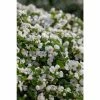 Bacopa Scorpia® 'Gulliver Dynamic White'| Bedding | Pack Of 5 Large Plug Plants -Cheap July Plants Store PL9006SPX5 main 0e56