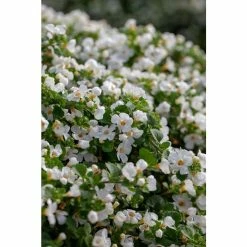 Bacopa Scorpia® 'Gulliver Dynamic White'| Bedding | Pack Of 5 Large Plug Plants