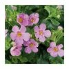 Bacopa Great 'Pink Beauty' | Pack of 5 Plug Plants 2 Bacopa Great 'Pink Beauty' | Pack of 5 Plug Plants -Cheap July Plants Store PL9007SPX5 main image df22