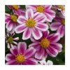 Bidens 'Firelight' | Pack of 5 Plug Plants -Cheap July Plants Store PL9010SPX5 main image 662e