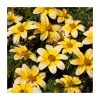 Bidens 'Golden Eye' | Pack of 5 Plug Plants -Cheap July Plants Store PL9011SPX5 main image 5f9c