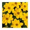 Bidens 'Golden Glory' | Bedding | Pack Of 5 Large Plug Plants -Cheap July Plants Store PL9012SPX5 main image 5761