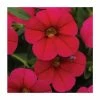 Calibrachoa 'Cabaret Cherry Rose' | Pack of 5 Plug Plants -Cheap July Plants Store PL9014SPX5 main image da20